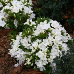 Bloom-A-Thon® White Reblooming Azalea -Naty Plants Shop Azalea Bloom A Thon White 1 bd3d5e74 eb46 43dc 83e3 67a5d4c21802 sw