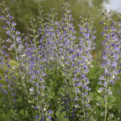 Decadence® 'Blue Bubbly' False Indigo