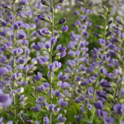 Decadence® 'Blue Bubbly' False Indigo -Naty Plants Shop Baptisia BlueBubbly FalseIndigo 2