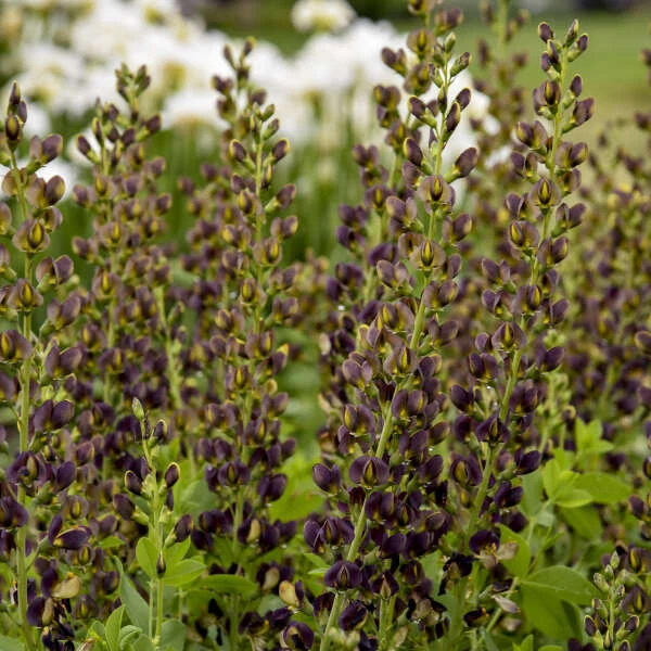 Decadence® 'Dark Chocolate' False Indigo 1 Decadence® 'Dark Chocolate' False Indigo