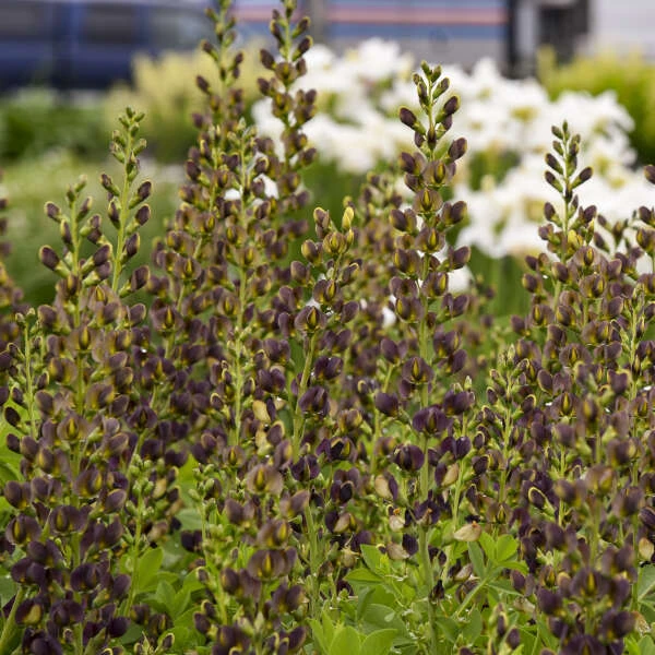 Decadence® 'Dark Chocolate' False Indigo 3 Decadence® 'Dark Chocolate' False Indigo - Image 3
