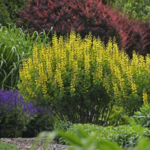 Decadence® 'Lemon Meringue' False Indigo 1 Decadence® 'Lemon Meringue' False Indigo
