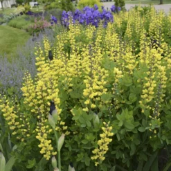 Decadence® 'Lemon Meringue' False Indigo 6 Decadence® 'Lemon Meringue' False Indigo -Naty Plants Shop Baptisia LemonMeringue FalseIndigo 1