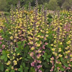 Decadence® 'Pink Lemonade' False Indigo -Naty Plants Shop Baptisia PinkLemonade FalseIndigo 2