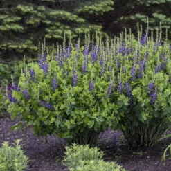 Decadence® 'Sparkling Sapphires' False Indigo -Naty Plants Shop Baptisia SparklingSapphires FalseIndigo 2