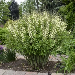 Decadence® 'Vanilla Cream' False Indigo -Naty Plants Shop Baptisia VanillaCream FalseIndigo 2