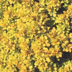 Sunjoy® Mini Saffron Barberry -Naty Plants Shop Berberis Sunjoy Mini Saffron 1