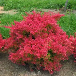 Sunjoy Neo® Barberry -Naty Plants Shop Berberis Sunjoy Neo 3
