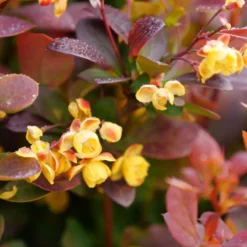 Sunjoy Todo® Barberry 7 Sunjoy Todo® Barberry -Naty Plants Shop Berberis Sunjoy Todo 3