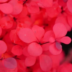 Sunjoy Todo® Barberry 8 Sunjoy Todo® Barberry -Naty Plants Shop Berberis Sunjoy Todo 4