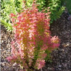 Sunjoy Orange Pillar™ Barberry