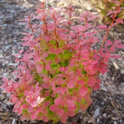 Sunjoy Orange Pillar™ Barberry 5 Sunjoy Orange Pillar™ Barberry -Naty Plants Shop BerberisSunjoyOrangePillarP1106756 1080x1080 08a64df