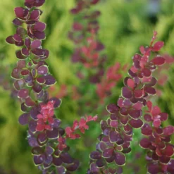 Sunjoy® Tangelo™ Barberry 7 Sunjoy® Tangelo™ Barberry -Naty Plants Shop BerberisSunjoyTangeloIMG 7911 800x800 55b5c5b