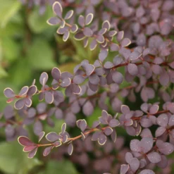 Sunjoy® Tangelo™ Barberry 8 Sunjoy® Tangelo™ Barberry -Naty Plants Shop BerberisSunjoyTangeloIMG 8161 800x800 4a26f60