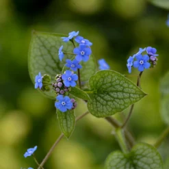 'Queen Of Hearts' Siberian Bugloss -Naty Plants Shop Brunnera Queen of Hearts 2 P