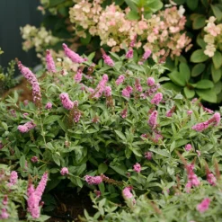 Lo & Behold® 'Pink Micro Chip' Butterfly Bush -Naty Plants Shop Buddleia Lo Behold Pink Micro Chip 3 P