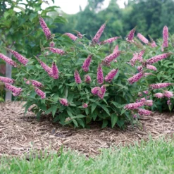 Lo & Behold® 'Pink Micro Chip' Butterfly Bush -Naty Plants Shop Buddleia Lo Behold Pink Micro Chip 4 P