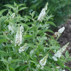 'Miss Pearl' Butterfly Bush 4 'Miss Pearl' Butterfly Bush -Naty Plants Shop Buddleia Miss Pearl 1 P