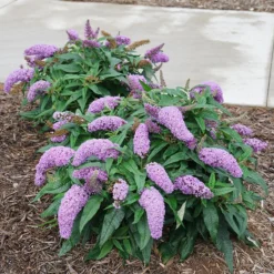 Pugster Amethyst® Butterfly Bush 9 Pugster Amethyst® Butterfly Bush -Naty Plants Shop Buddleia Pugster Amethyst 1 P