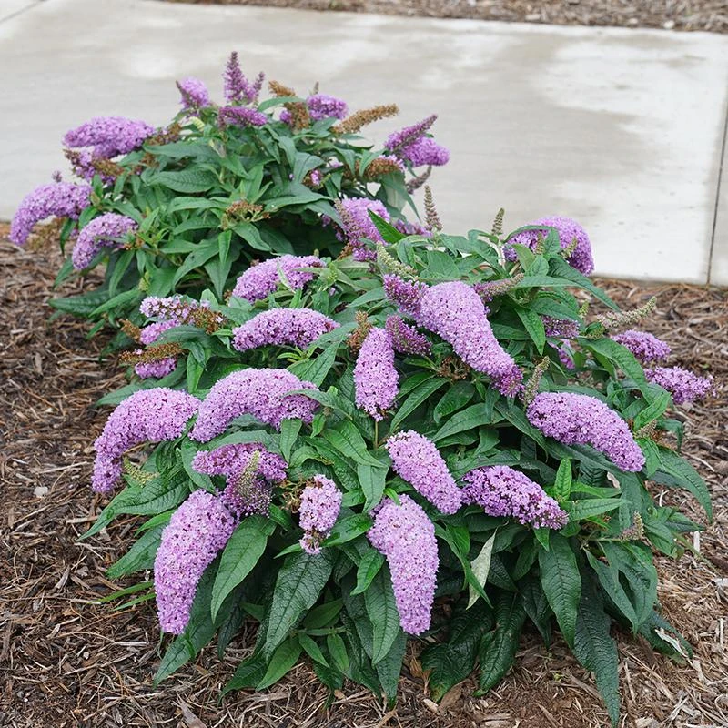 Pugster Amethyst® Butterfly Bush 4 Pugster Amethyst® Butterfly Bush - Image 4