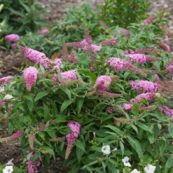 Pugster Pinker™ Butterfly Bush -Naty Plants Shop Buddleia Pugster Pink 1 P
