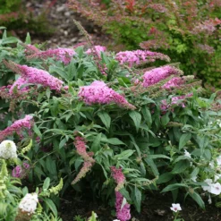 Pugster Pinker™ Butterfly Bush -Naty Plants Shop Buddleia Pugster Pink 3 P