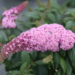 Pugster Pinker™ Butterfly Bush