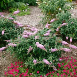 Pugster Pinker™ Butterfly Bush -Naty Plants Shop Buddleia Pugster Pink 5 P