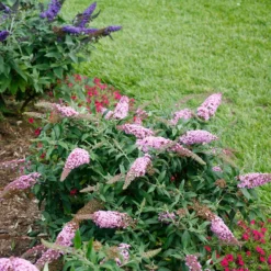 Pugster Pinker™ Butterfly Bush -Naty Plants Shop Buddleia Pugster Pink 6 P