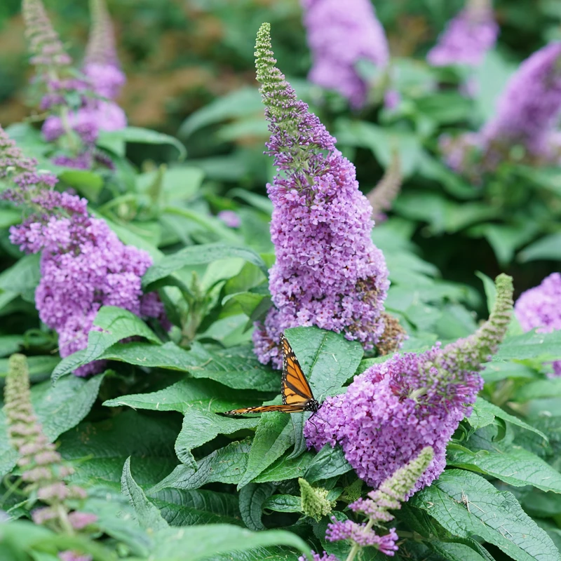Pugster Amethyst® Butterfly Bush 2 Pugster Amethyst® Butterfly Bush - Image 2