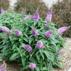Pugster Amethyst® Butterfly Bush 10 Pugster Amethyst® Butterfly Bush -Naty Plants Shop BuddleiaPugsterAmethystDSC04579 800x800 c89e8f7
