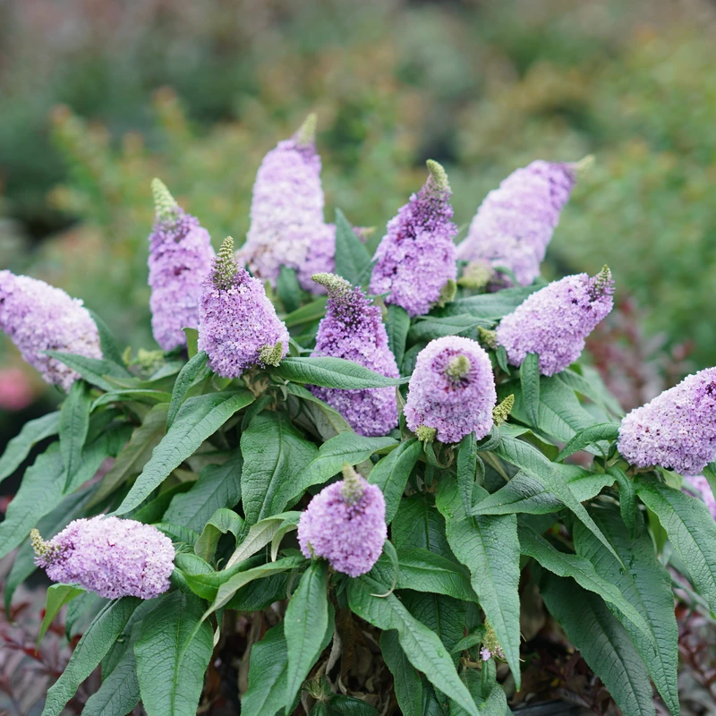 Pugster Amethyst® Butterfly Bush 1 Pugster Amethyst® Butterfly Bush