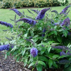 Pugster Blue® Butterfly Bush 8 Pugster Blue® Butterfly Bush -Naty Plants Shop BuddleiaPugsterBlueP1000453 800x800 e5bd860