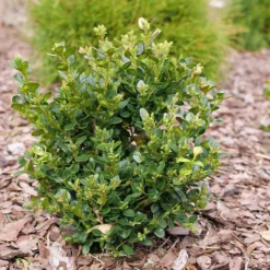 Neatball™ Boxwood -Naty Plants Shop Buxus Neatball P1202484 800 800 60