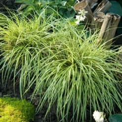 'Evergold' Sedge -Naty Plants Shop CAREV1Q 4