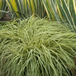 'Evergold' Sedge -Naty Plants Shop CAREV1Q 5