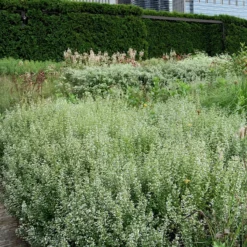 Calamint -Naty Plants Shop Calamintha nepeta lurie garden chicago