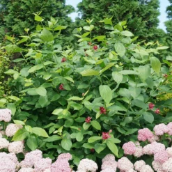'Aphrodite' Sweetshrub -Naty Plants Shop CalycanthusAphroditeDSC00826 800x800 8413a2a