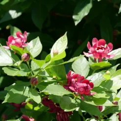 'Aphrodite' Sweetshrub -Naty Plants Shop CalycanthusAphroditeP1071175 800x800 f746dfd