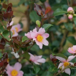 Just Chill Red Tip™ Camellia -Naty Plants Shop CamelliaJustChillRedTipDSC05601 1080x1080 29a208c