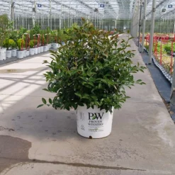 Just Chill™ Double White Camellia -Naty Plants Shop Camellia Just Chill Double White P1214608 800 800 60