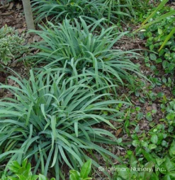 Bunny Blue® 'Hobb' Sedge