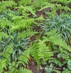 Bunny Blue® 'Hobb' Sedge -Naty Plants Shop Carex Bunny Blue 03