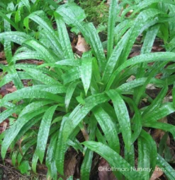 Plantain-Leaf Sedge -Naty Plants Shop Carex plantaginea 04