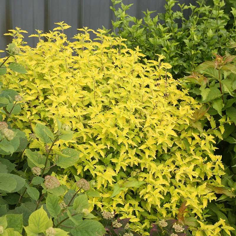 Sunshine Blue® II Bluebeard 2 Sunshine Blue® II Bluebeard - Image 2