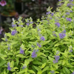 Sunshine Blue® II Bluebeard 8 Sunshine Blue® II Bluebeard -Naty Plants Shop Caryopteris Sunshine Blue II 3 P