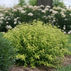 Sunshine Blue® II Bluebeard 9 Sunshine Blue® II Bluebeard -Naty Plants Shop Caryopteris Sunshine Blue II 4 P