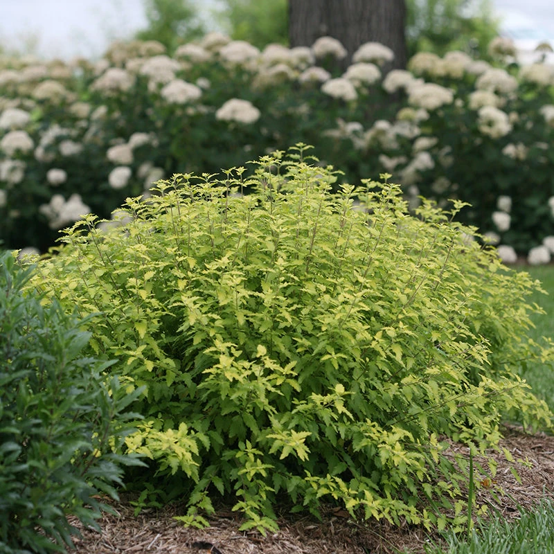 Sunshine Blue® II Bluebeard 4 Sunshine Blue® II Bluebeard - Image 4