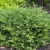 'Fritz Huber' Plum Yew
