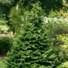 Soft Serve® False Cypress